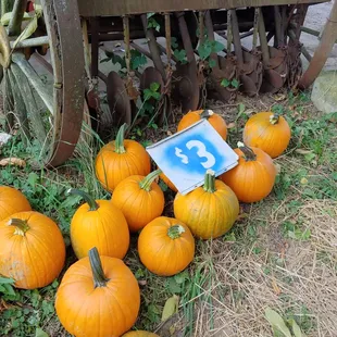 pumpkins, more sizes available