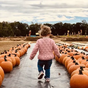 A few of the classic pumpkins pre picked and lined up