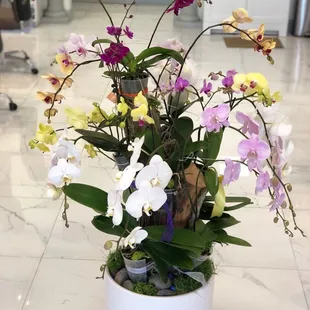 Beautiful orchid arrangement