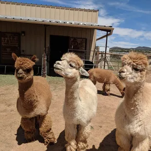 Alpacas