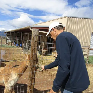 The owner feeding the alpaca