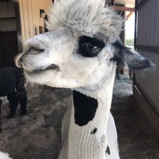 Kissed by an alpaca!
