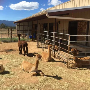 More alpacas!