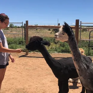 Feeding the alpacas
