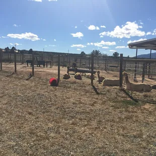 The alpaca farm itself on a sunny day in Sandia Peak!