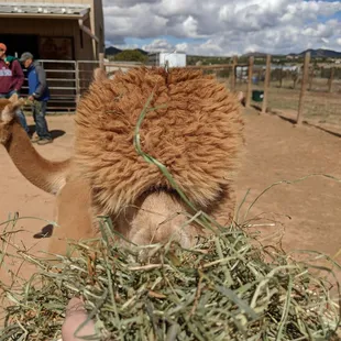 Feeding an alpaca.