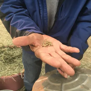 The owner, Bill, showing us the food that he feeds to his alpacas!