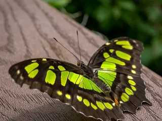 ABQ BioPark Botanic Garden
