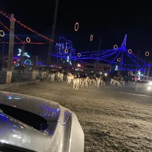 More deer and different types of animals