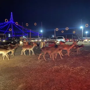 Enchanted deer drive through $10 they had a bunch of other animals here though!