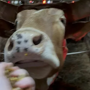 Feed the animals from your car!