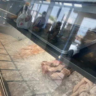 fish in a display case