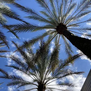 a view of a palm tree from below