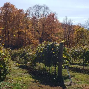 Some of the vines on Holtkamp's property