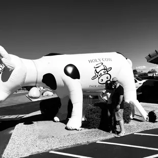 This cow is utterly ridiculous