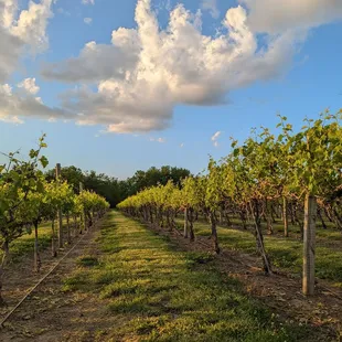 Holy Field Vineyard & Winery