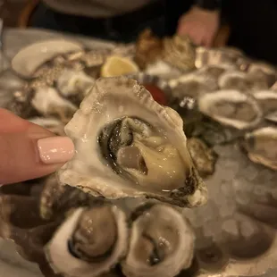 Oysters