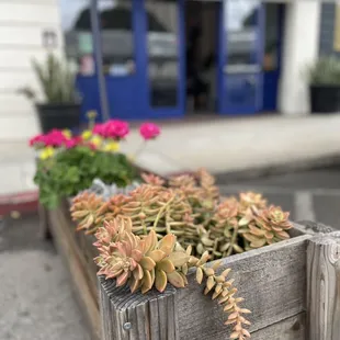 Planters done by Matt