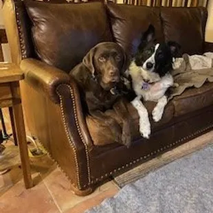 Rocky &amp; Cali Great Doggies I take of!