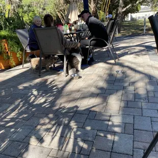Patrons with dogs near walking trail