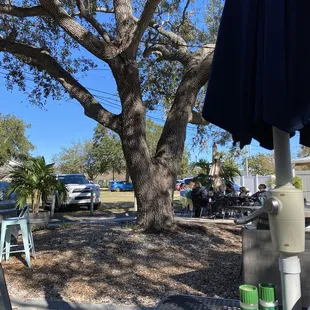 Shade tree in the center of eating area