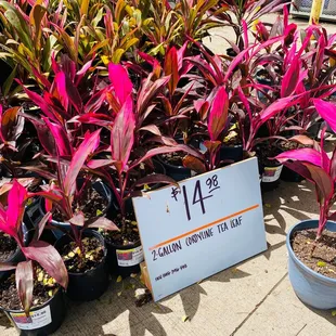 Lots of great selections in the garden Dept!