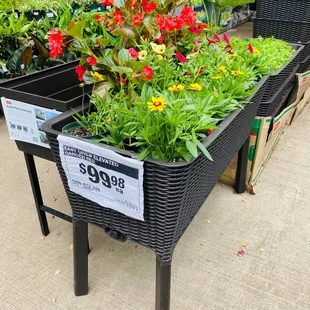 Lots of great selections in the garden Dept!