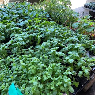 Everything but rosemary