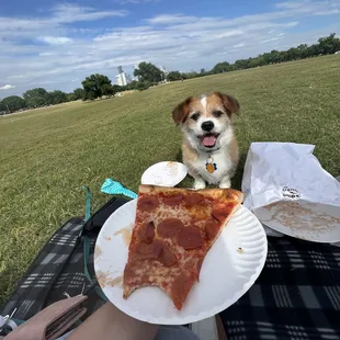 a dog sitting on a picnic table