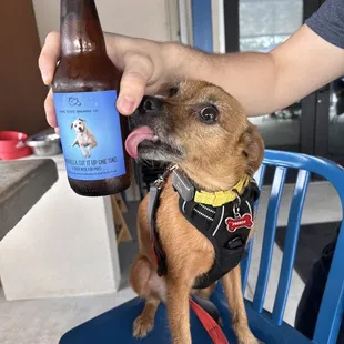 Dog beer!