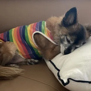 Old Dozer happy to relax at home rather than stay in a loud kennel.