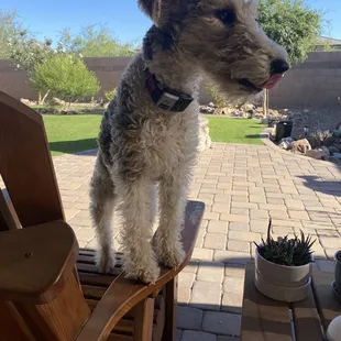 Clarky is anticipating the arrival of Kerri for their morning walks.