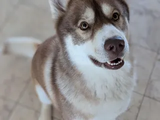 Woofie's of North and East Tucson