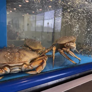 Fresh crab in the tank