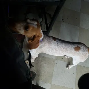 a brown and white dog on a leash