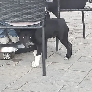 Puppies on the patio!!!!