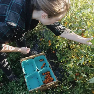 Homegrown Sprouting Farms, Woodinville, WA