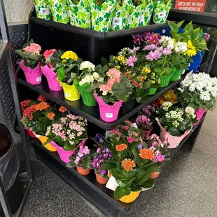a display of various potted plants