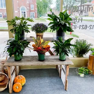 Some of the plant collection