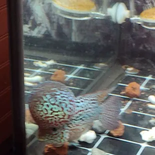 Balloon head fish  kids can't get off from it.