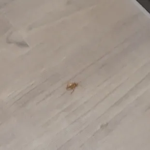 Had to kill little buddy. This place has roaches everywhere in the room.