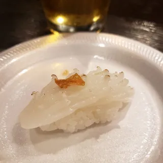 Squid
