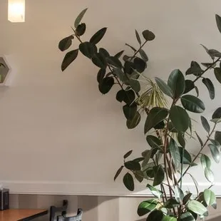 a plant in the corner of a restaurant