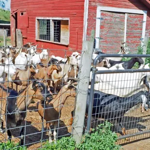 a herd of goats