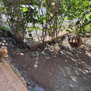 Outside. These 3 glad they&apos;re not on the menu