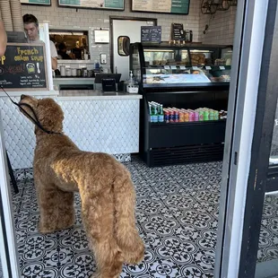 a dog standing in the doorway of a coffee shop