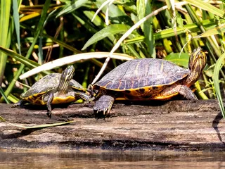Honey Island Swamp Tours