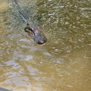 Honey Island Swamp Tours