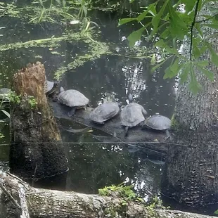 Green Slider turtles