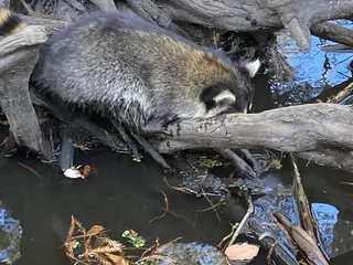 Pearl River Swamp Tours